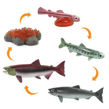 Load image into Gallery viewer, Life Cycle of a Salmon
