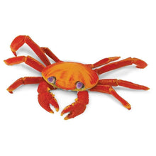 Load image into Gallery viewer, Galapagos Sally Lightfoot Crab
